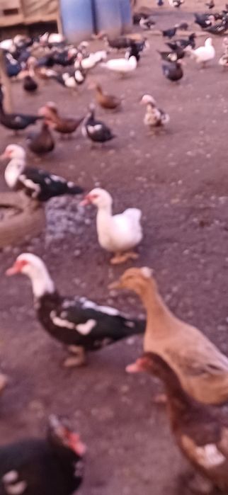 Rate mute de vinzare