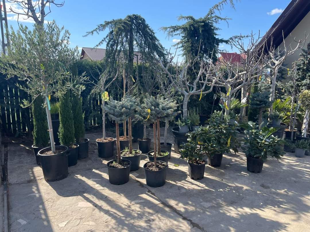 Vă oferim plante ornamentale pentru o grădină de vis