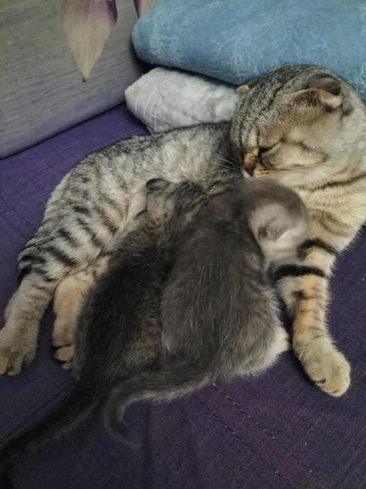 Продам очаровательную шотландскую кошечку
