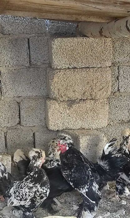 Yapon tovuqlar sotiladi