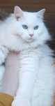 Angora-motanel sterilizat