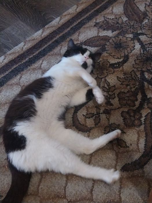 Подарявам котета с изградени хигиенни навици