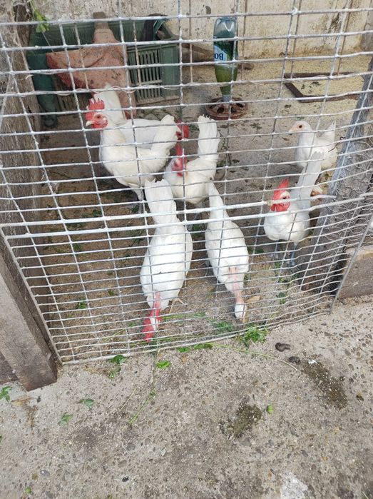 Vând cocosi talie mică (americani)