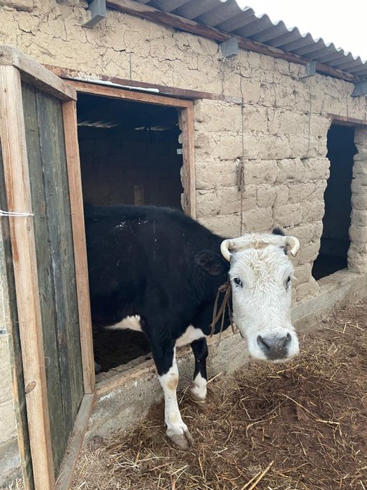 Сыиыр сатылады баласымен