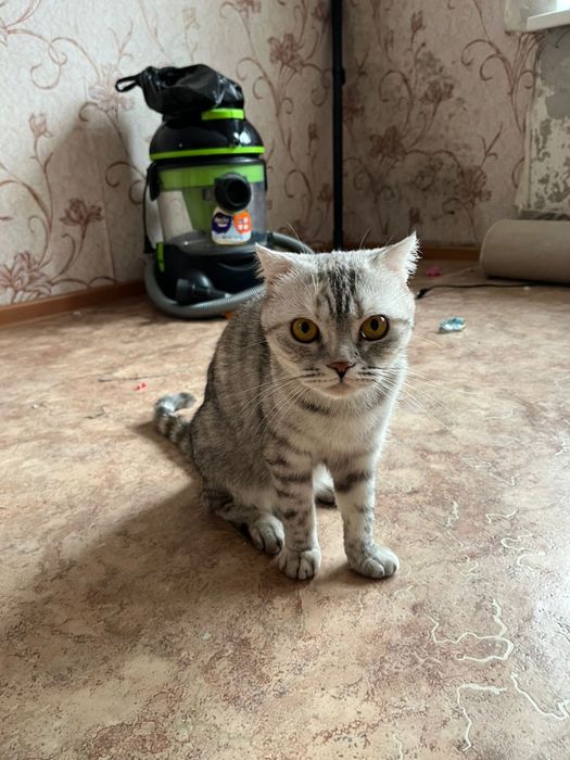 Отдам в добрые руки