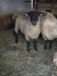 Oiii si un berbec suffolk