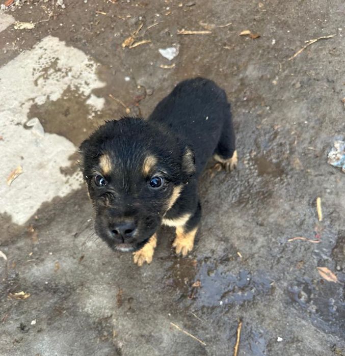 Щенки, возраст 1,5 месяца