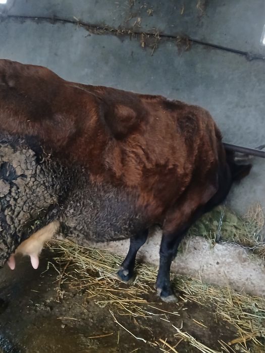 Vând vaca  cu lapte