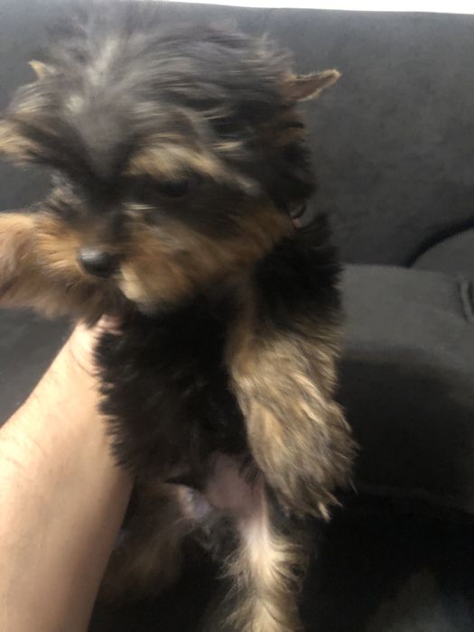 Femela yorkshire terrier toy