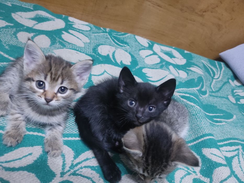 Отдам котят в добрые руки