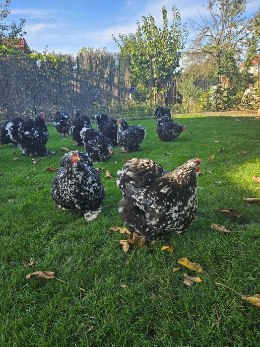 De vanzare cocosi de cochinchina urias bobat.