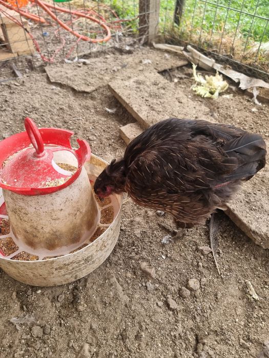 Araucana 2+1 potarnichiu si barat