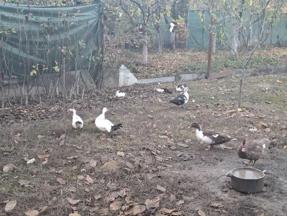 Vand un lot de 30 de pasari(4 cocosi tineri de casa +26 de rate mute)