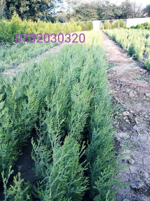 Thuja-tuia-biota