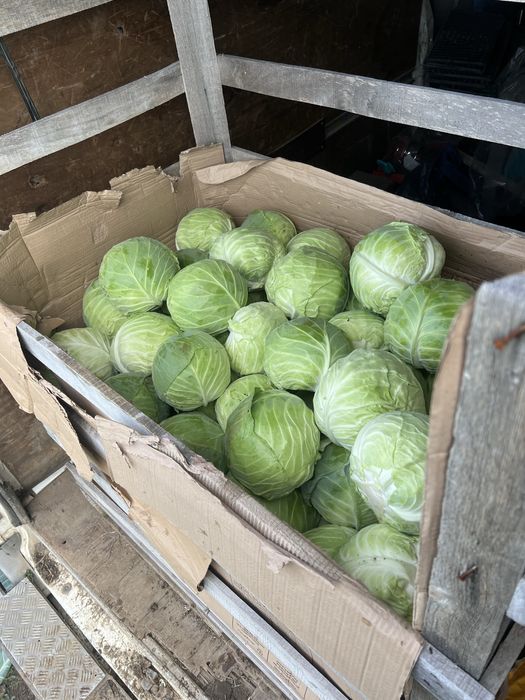 Зеле на едро и дребно