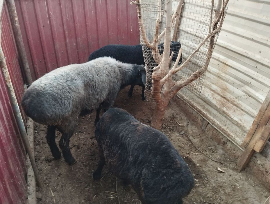 Qo'chqorlar sotiladi