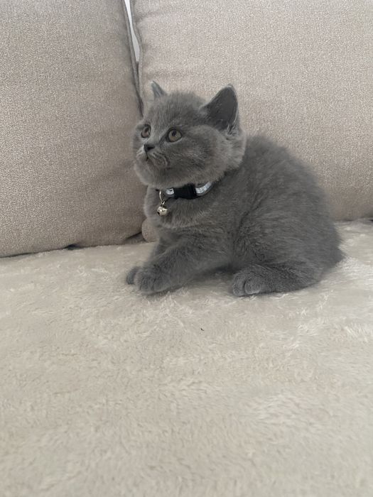 Pui british shorthair