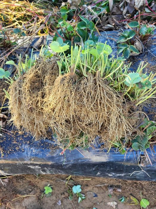 Vând stoloni capsuni