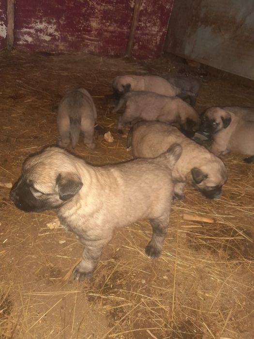 Căței de donat foarte frumoși