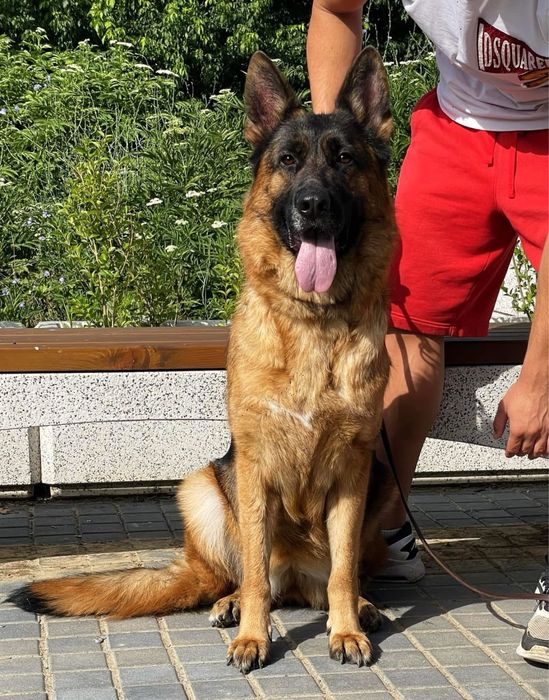 Немски овчарки с родословие