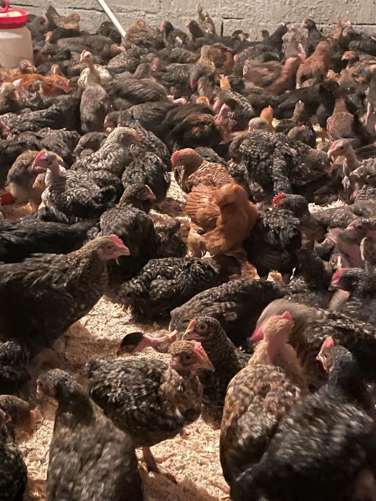 Pui kabir si porumbac (carne ouă)