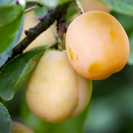 Pomi Fructiferi  prun soiul hekman.galben