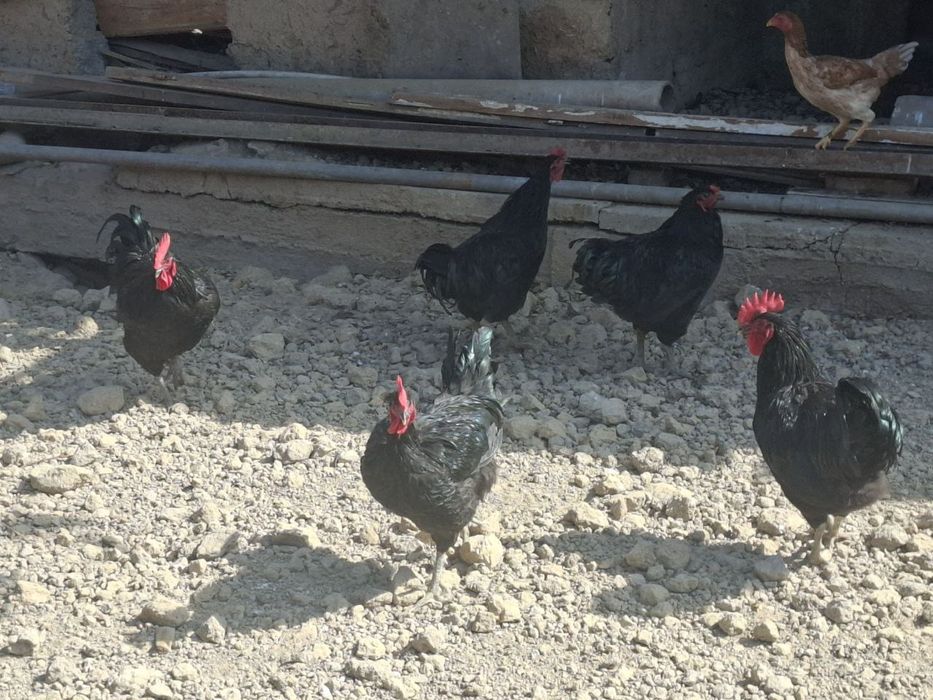 Xo'roz sotiladi damashni