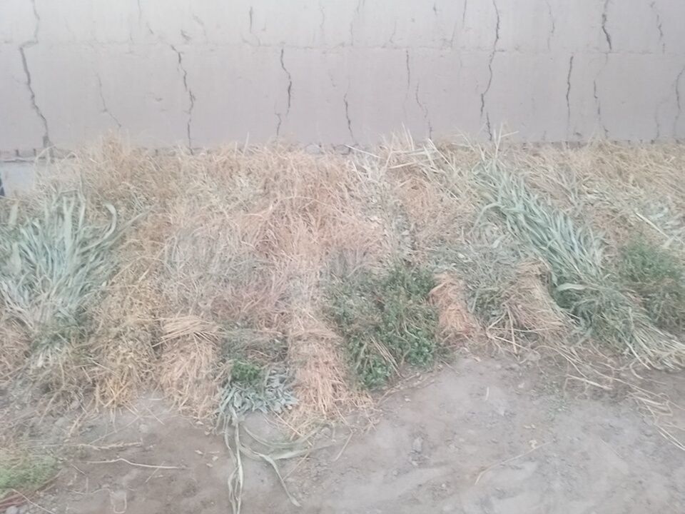 Суданка,клевер,сухая трава.для скота