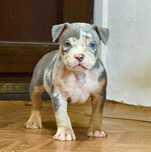 American Bully, Blue Tricolor Merle