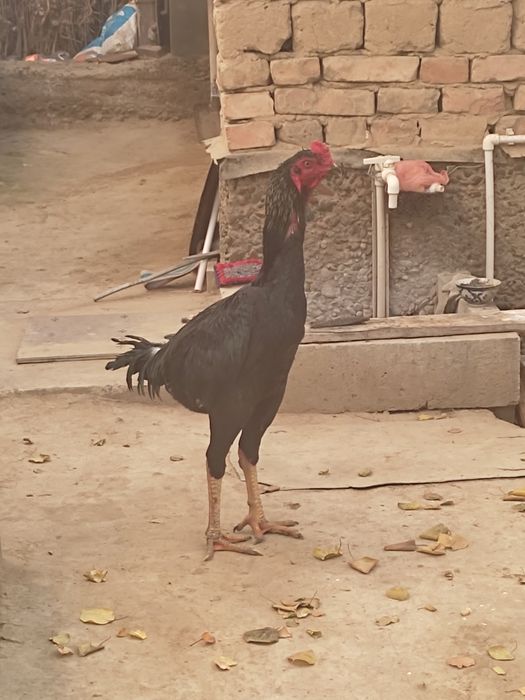 Dakan xoroz sotiladi