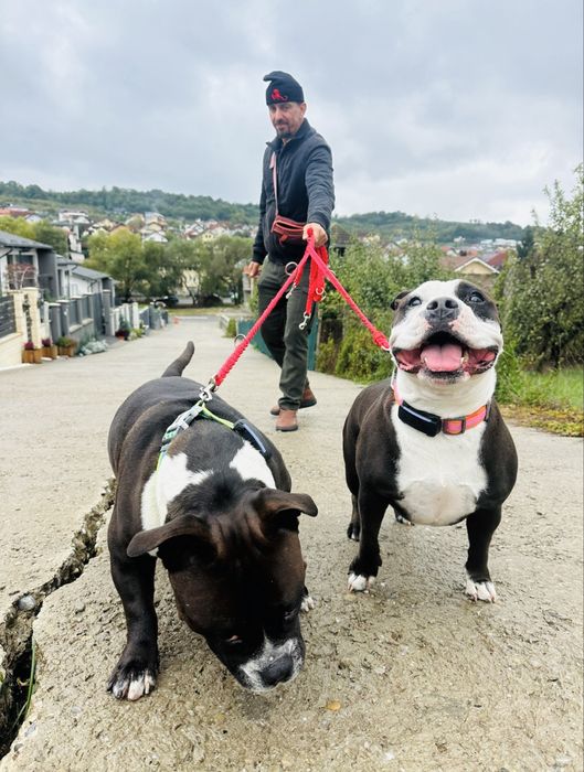 Petsitting | Îngrijitor animale - Plimbare, vizite, grãdiniță, cazare