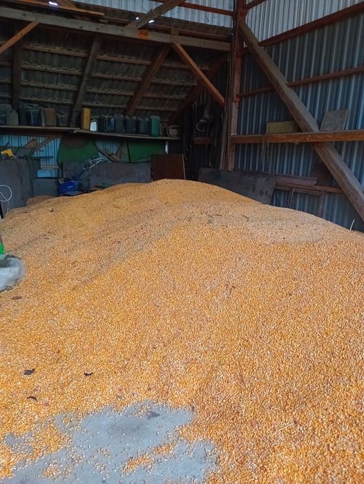 Vand Porumb boabe 2025