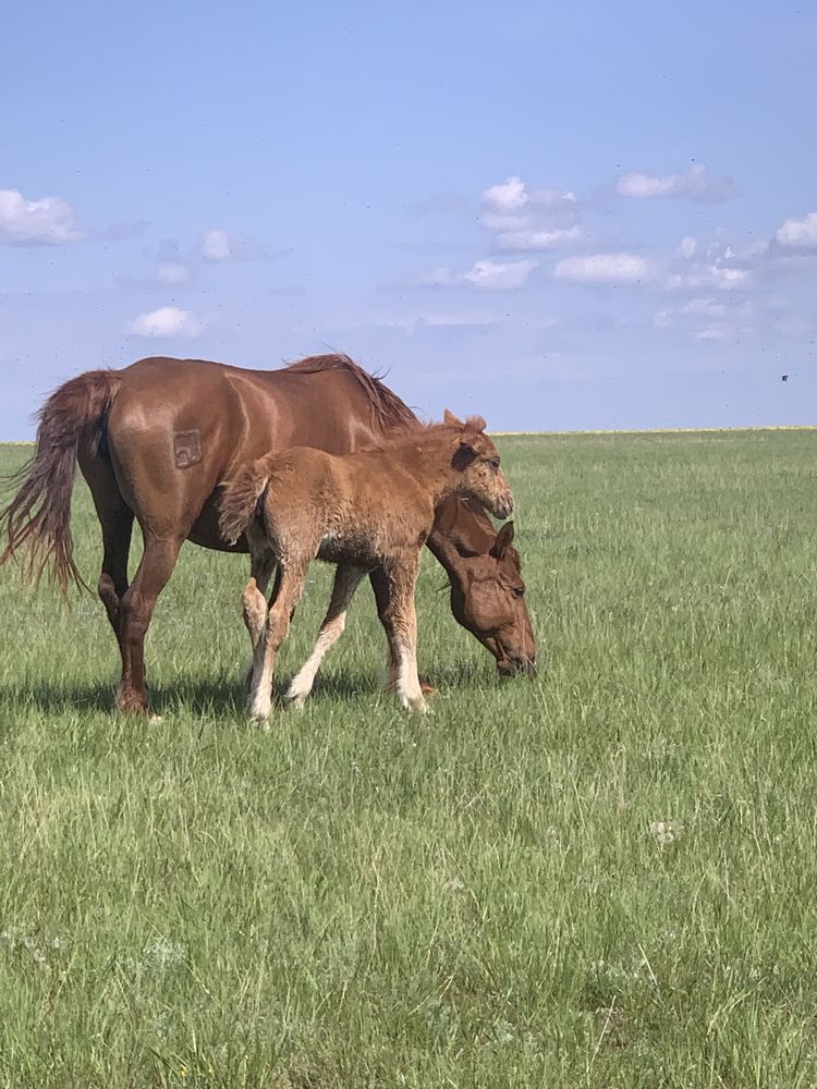 Продам кобылу с жеребенком