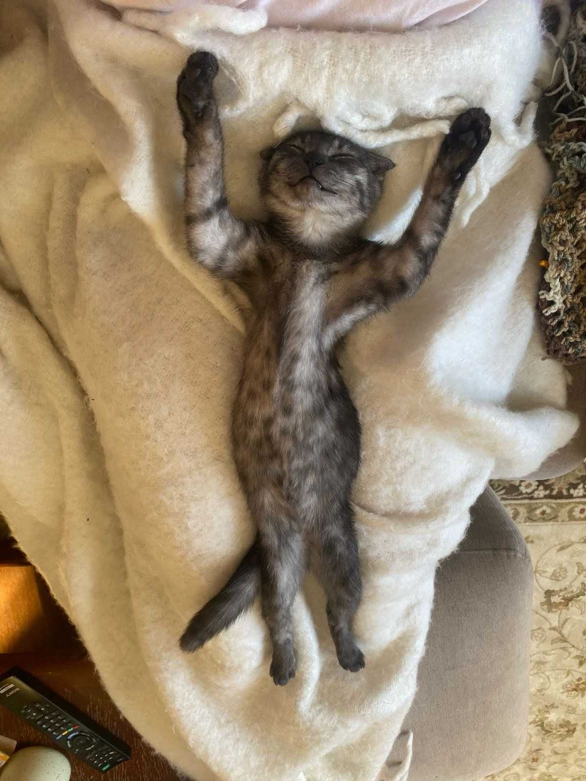 кошка, 10 месяцев от роду