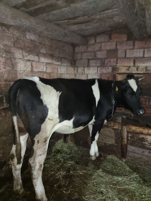 Juninca holstein