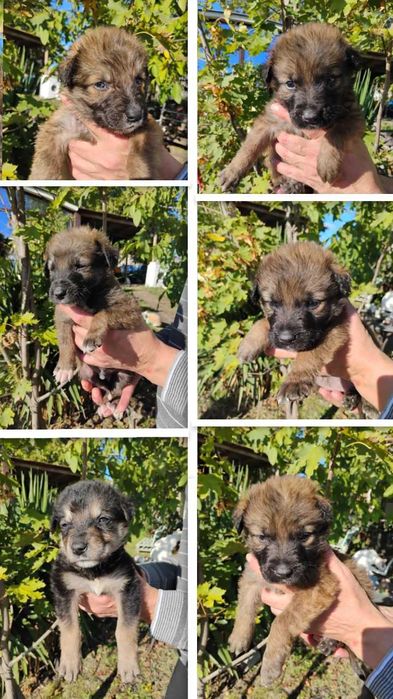 Малиноа Белгийска овчарка