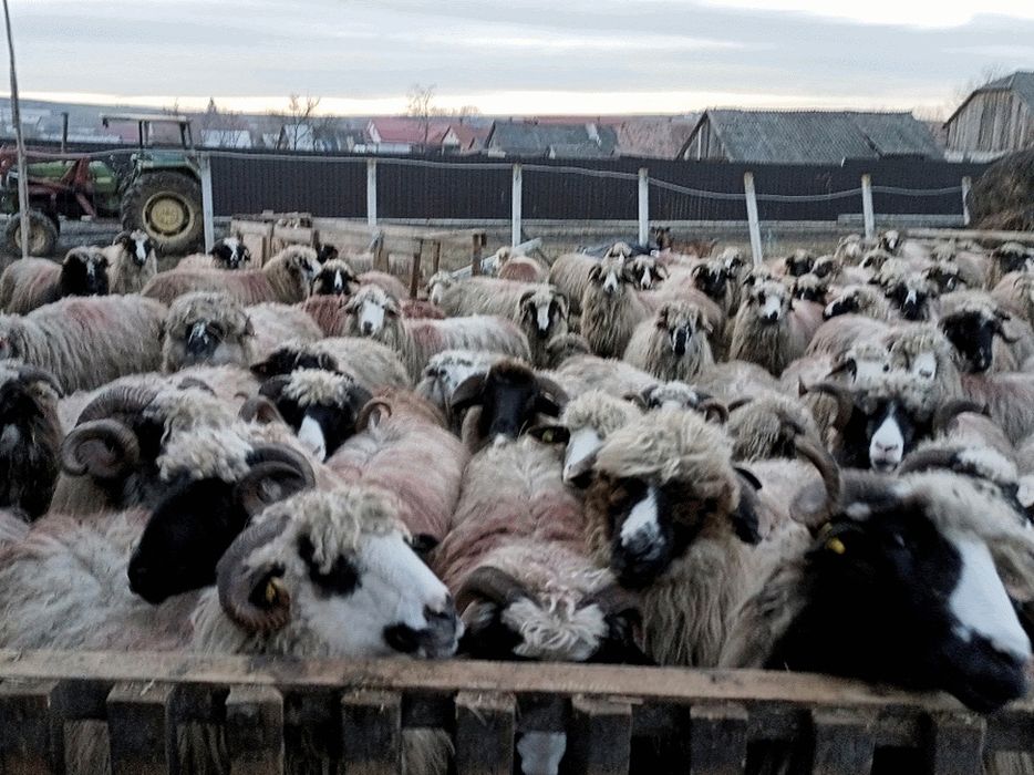 Vînd 200 de oii sau schimb cu vaci