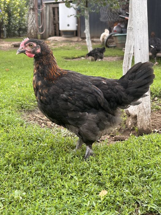 Cocosei marans de vanzare !!!