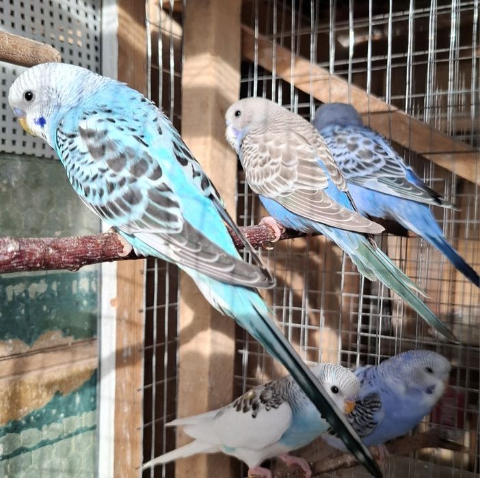 Волнистые попугаии 2-4 месяца