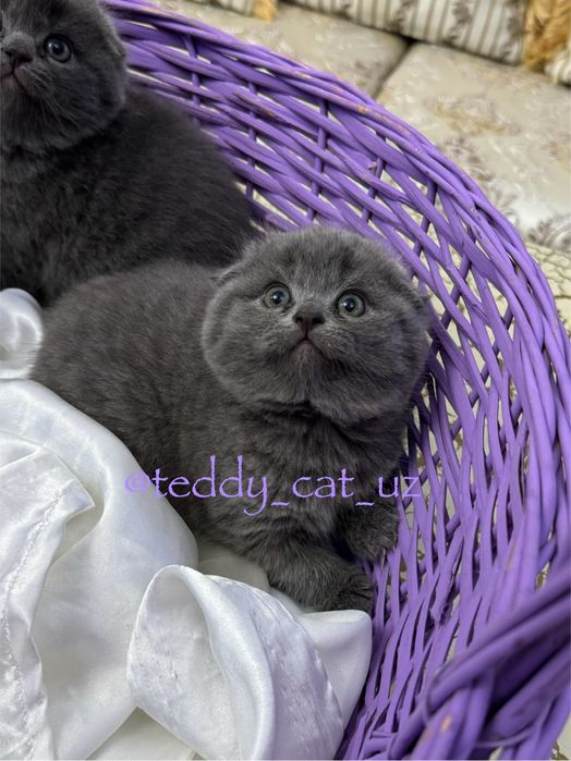 Плюшевые фолдики с набивной шубкой