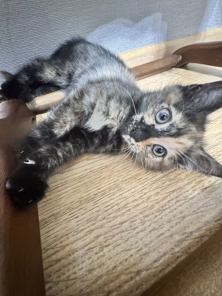 продам 3 месячного котенка