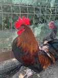 Vand cocos Sussex Portelan si cocos Marans
