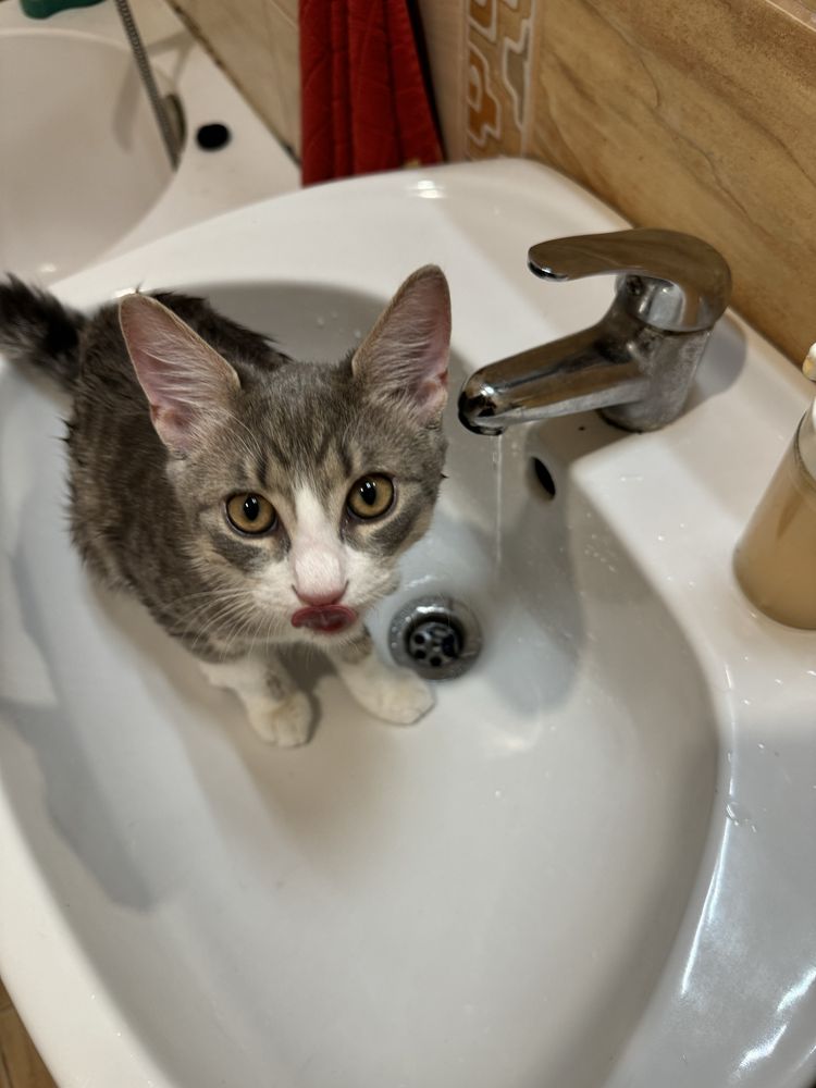 PetsittingCazare animalute