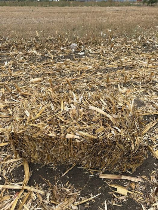 Baloti de pănuși (ciocan) cu multa frunză