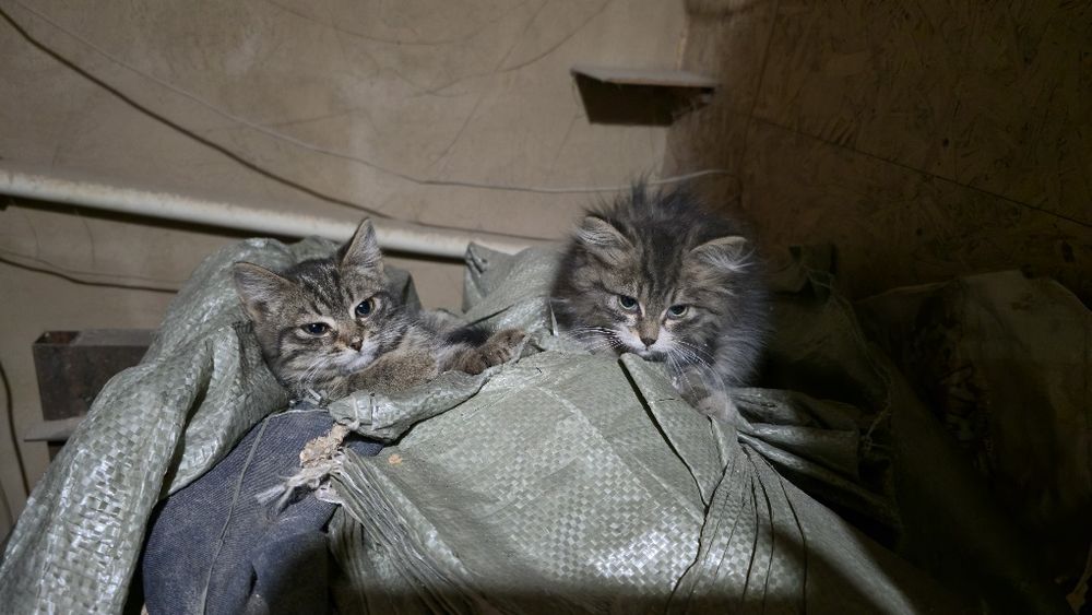 Котята в добрые руки