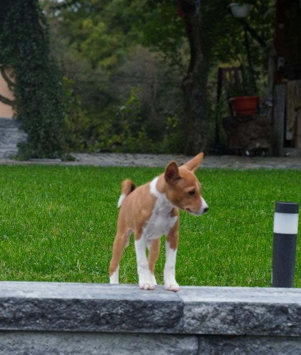 Vând mascul basenji