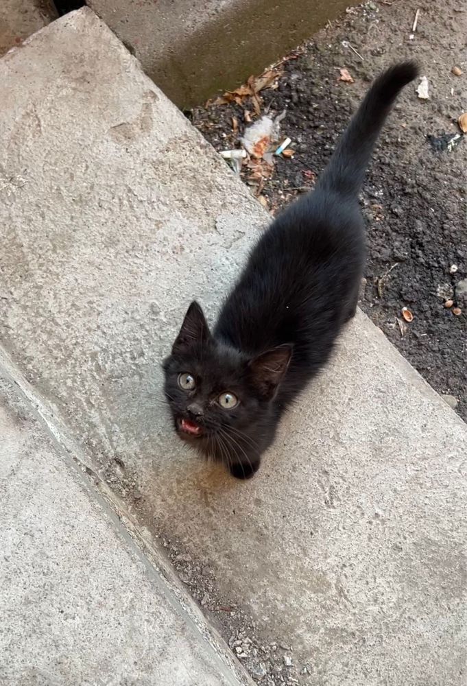 Котенок в добрые руки