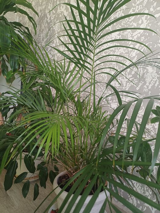 Комнатное растение