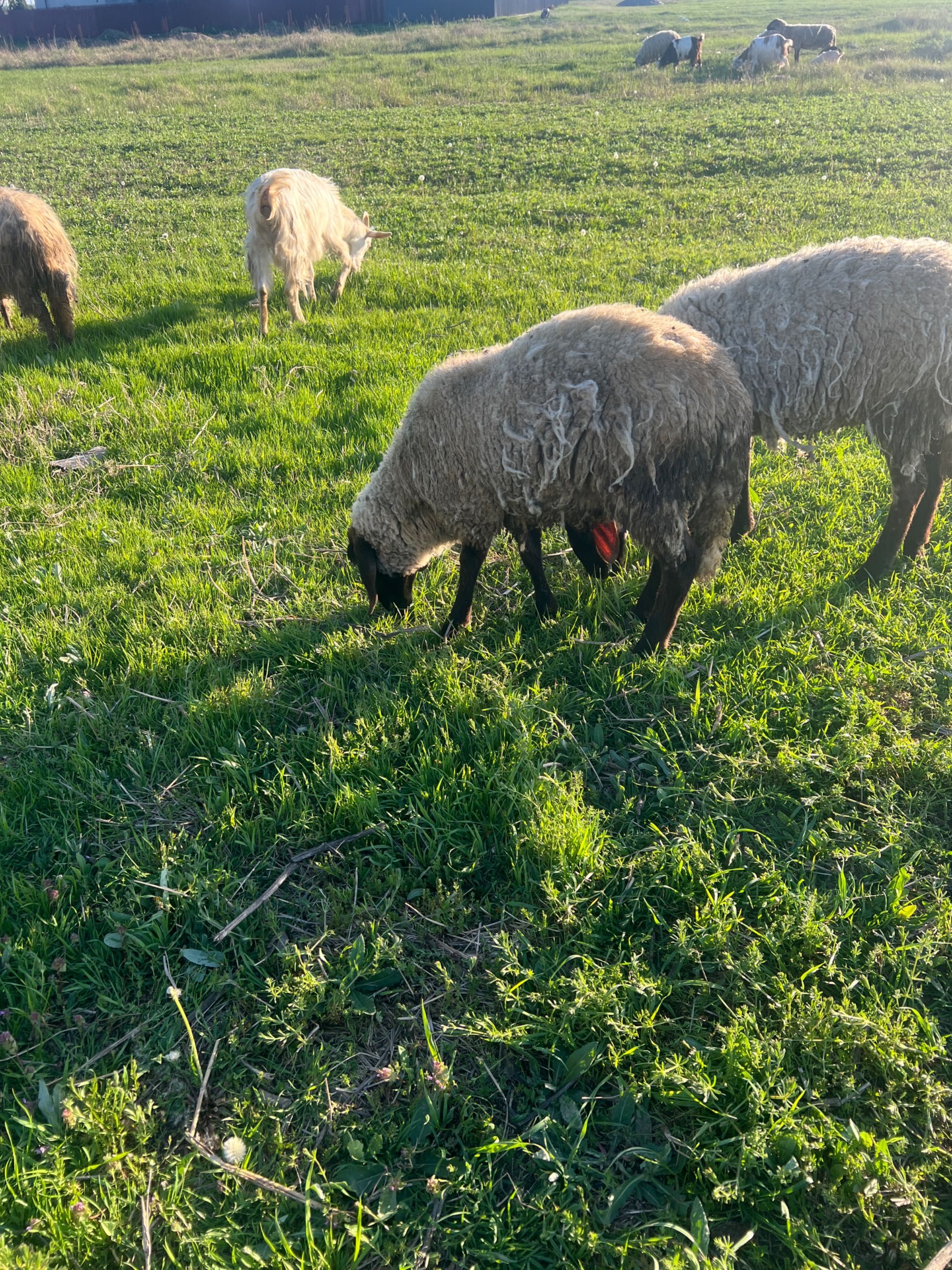 Vând  sau schimb cu alte animale berbecuț mai