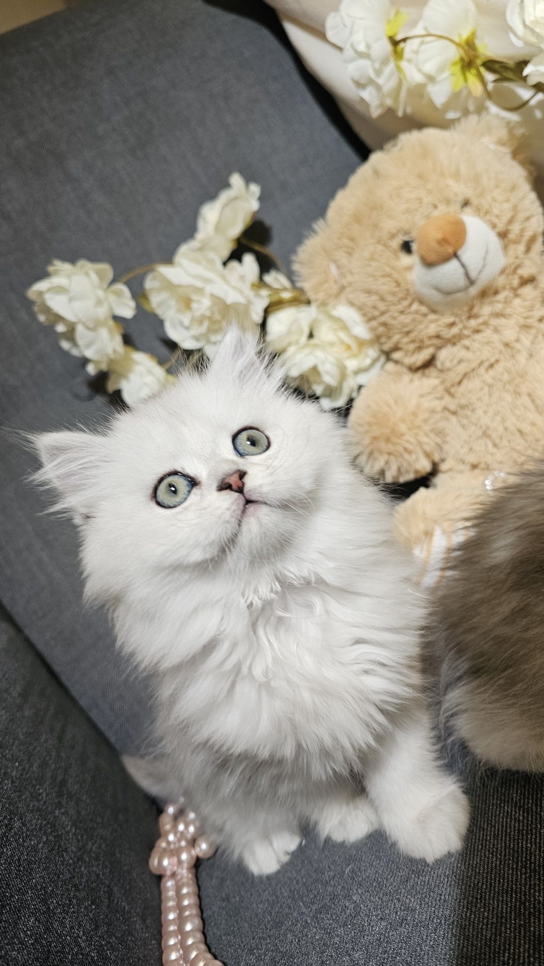 Британски дългокосмести котенца